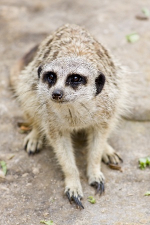 Close-up of a Meerkatの写真素材