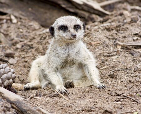 A Meerkat looking curiouslyの写真素材