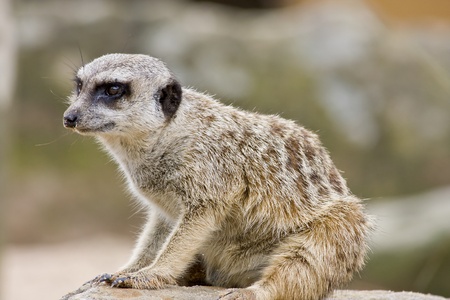 A Meerkat looking curiouslyの写真素材