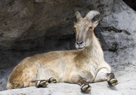 A horned mountain goat sitting on a rock ledge and looking curiouslyの写真素材