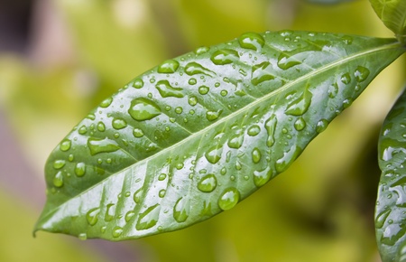Water drops on a green leafの写真素材