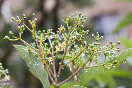 Dew drops on the branches and flower buds of a treeの写真素材