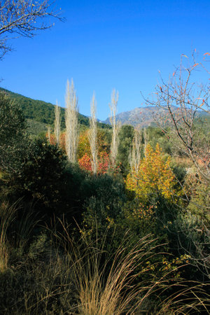 Poplar Tree, Turkey, Akcay, Colorfull Treesの写真素材