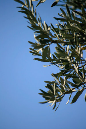 Field, Olive Tree, Tree Leafの写真素材