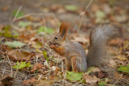 squirrel