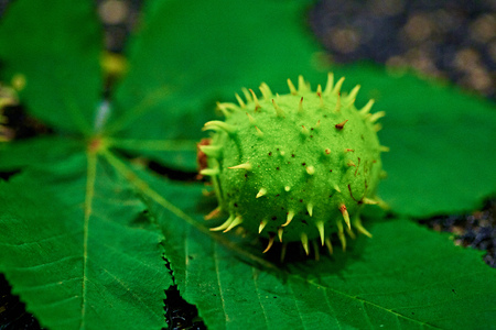 Green Chestnut natural macroの写真素材