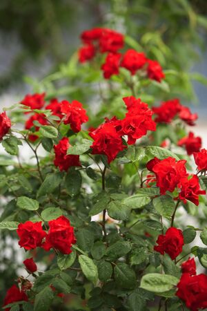 climbing red roses on white picked fenceの写真素材