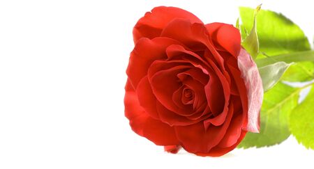 Red rose close-up isolated on white background. It is lightened from background. there is also a lot of copyspaces for your text!の写真素材