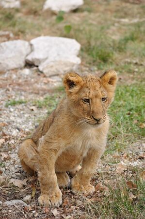 Lion baby in zooの写真素材