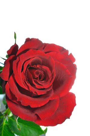 Macro image of dark red rose isolated on white background.の写真素材