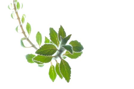 Green leaves background with copy spaceの写真素材