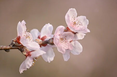 Cherry tree in springの写真素材