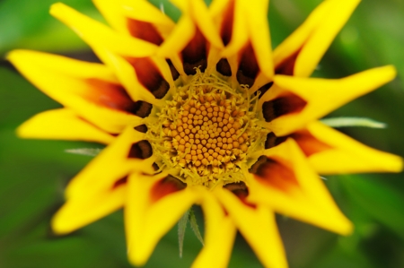 Flower backgroundの写真素材
