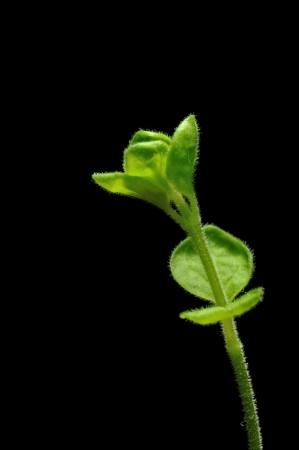 Fresh-picked thyme sprig, isolated on blackの写真素材
