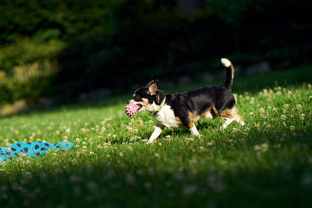 A small funny dog with a ball playing in the parkの写真素材