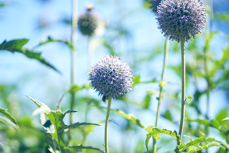 Blue echinops balls on the blue skyの写真素材