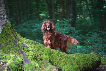 Red Irish setter dog standing in forest with a dark background