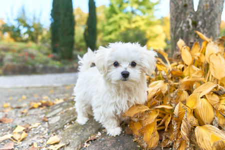 A little white Maltese dog standing next to the leaves.の写真素材