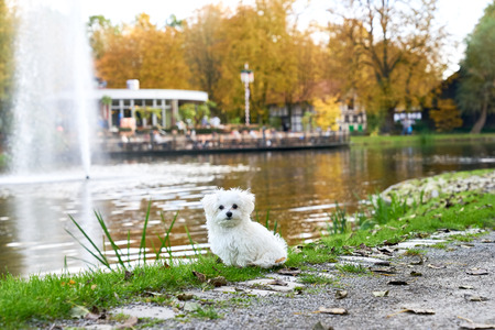 A little white Maltese dog standing next to the waterの写真素材