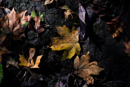 autumn leaves on black damp ground