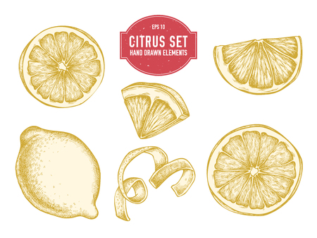 Vector collection of hand drawn citrusのイラスト素材