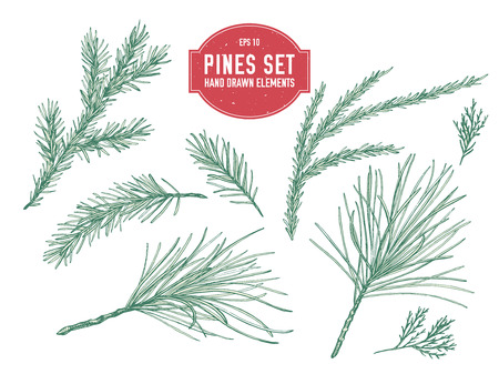 Vector collection of hand drawn pastel pine branch, spruce, redwood stock illustrationのイラスト素材