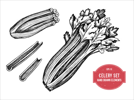 Vector collection of hand drawn black and white celery stock illustrationのイラスト素材