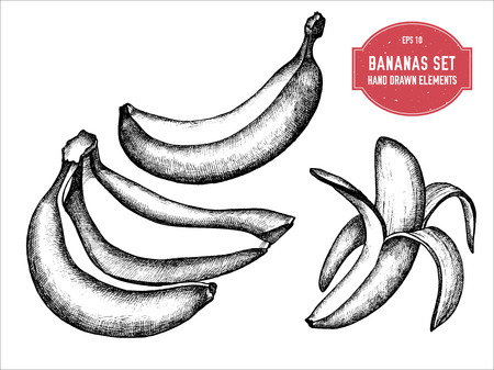 Vector collection of hand drawn black and white bananas stock illustrationのイラスト素材
