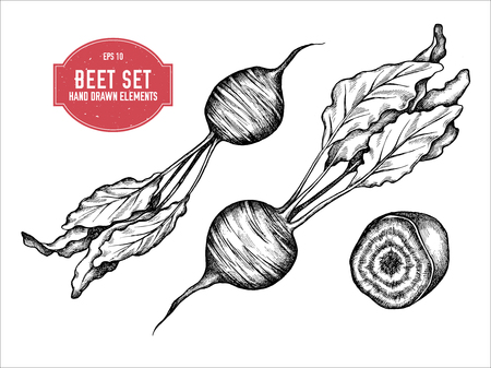 Vector collection of hand drawn black and white beet stock illustrationのイラスト素材