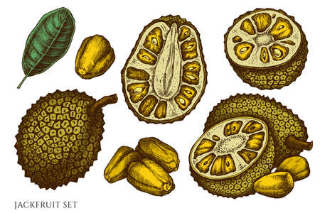 Vector set of hand drawn colored jackfruitのイラスト素材