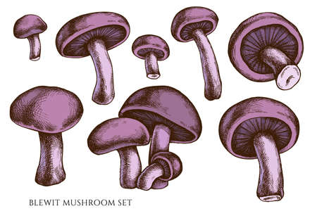 Vector set of hand drawn colored blewitのイラスト素材