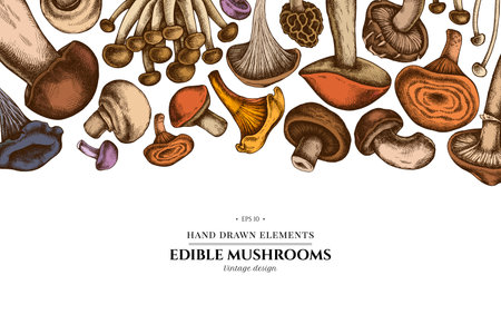 Colored elements design with oyster mushroom, champignon, honey agaric, shiitake, porcini, morel mushroom, chanterelle, aspen mushroom, enoki , shimeji, black chanterelle, red pine mushroom, portobello, blewit stock illustrationのイラスト素材