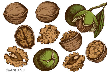 Vector set of hand drawn colored walnutのイラスト素材