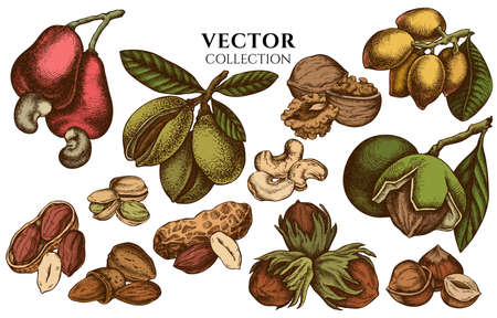 Badge design with colored cashew, peanut, pistachio, hazelnut, almond, walnutのイラスト素材