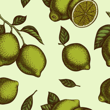 Citrus seamless pattern background design. Engraved style. Hand drawn lime.のイラスト素材