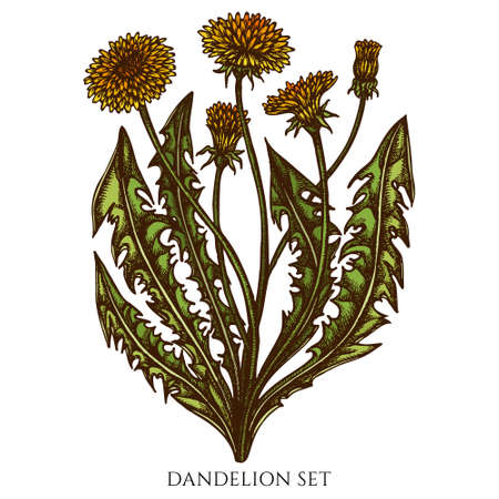 Tea herbs hand drawn vector illustrations collection. Colored dandelion.のイラスト素材