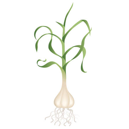 garlic coloured illustration vector, botanical illustration from garlicのイラスト素材