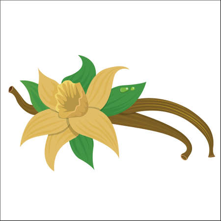 vanilla coloured illustration vector, botanical vanilla fruitのイラスト素材