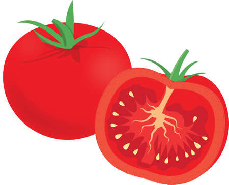 tomato coloured illustration vector, botanical illustration from tomatoのイラスト素材