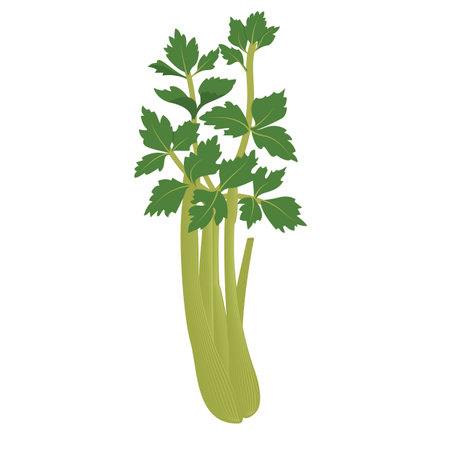 Celery illustrationのイラスト素材