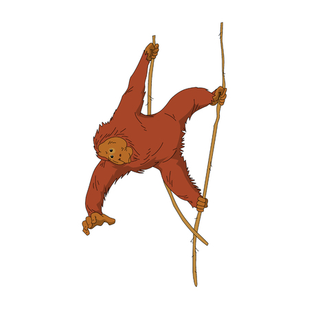 hanging monkeyのイラスト素材