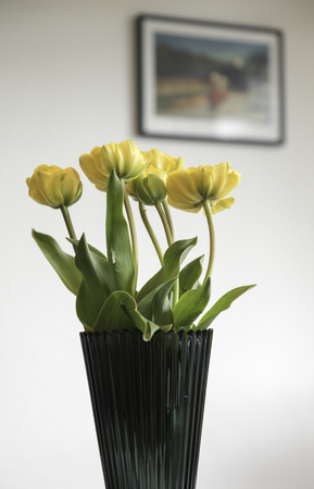 yellow tulipsの写真素材