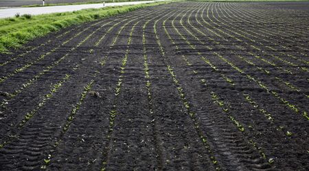 Fresh seeds in springの写真素材