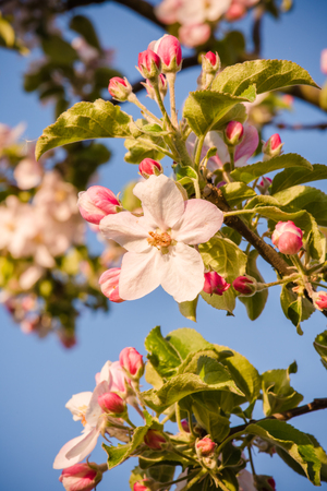 Apple blossom seasonの写真素材