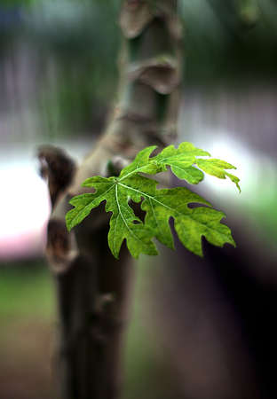 close up of papaya leaves with stem background,のeditorial素材