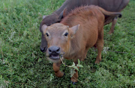 Close-up of a calf in the fieldの写真素材