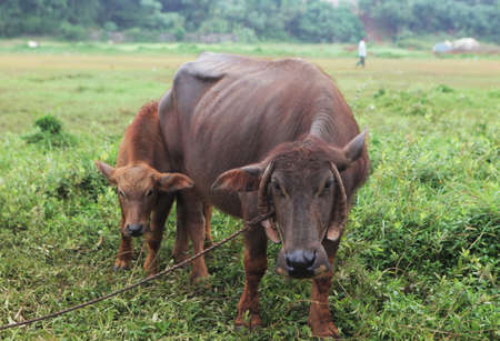 Close-up of a calf in the fieldの写真素材