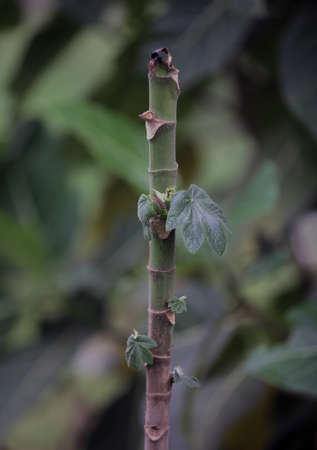 Young leaves on tree trunks with blurred leaf backgroundの写真素材