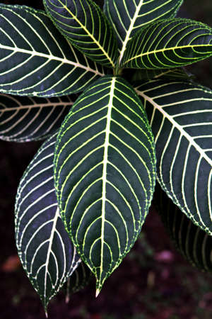 Nature green leaves baclground, texture, copy spaceの写真素材