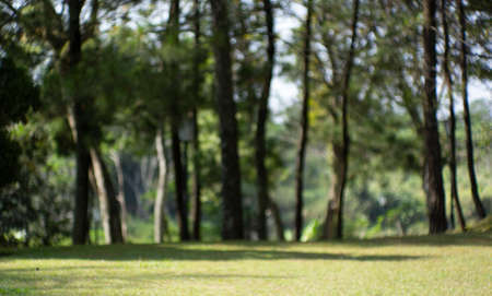 Blur nature green park with bokeh abstract background. Copy spaceの写真素材